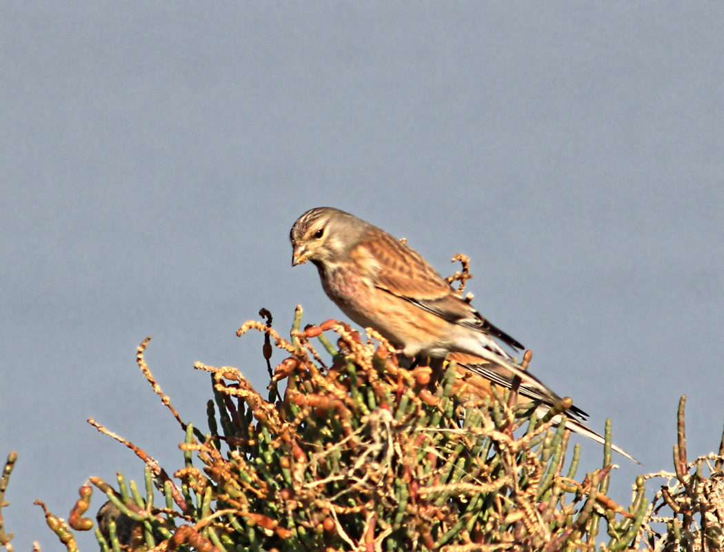 Common Linnet