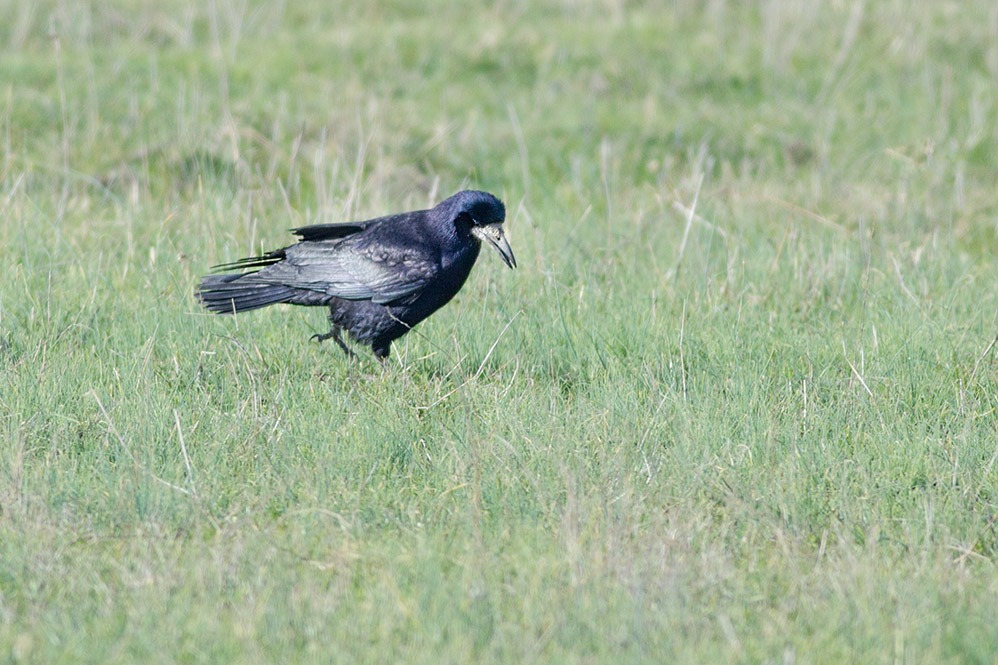 Rook