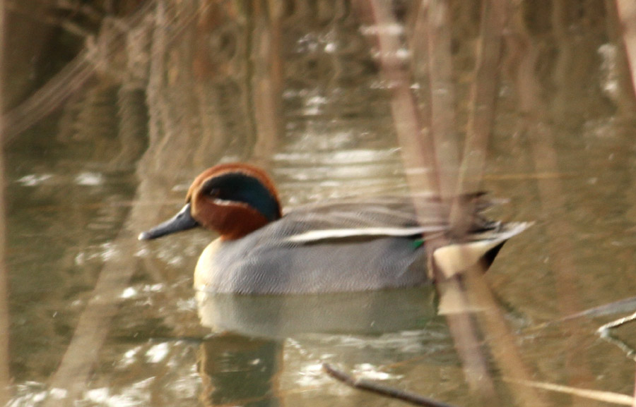 Eurasian Teal
