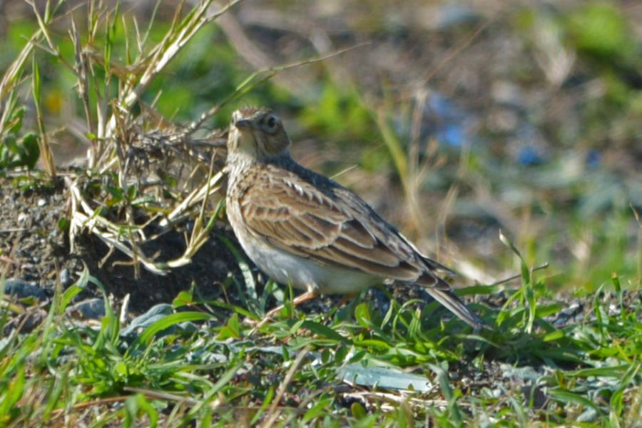 Eurasian Skylark