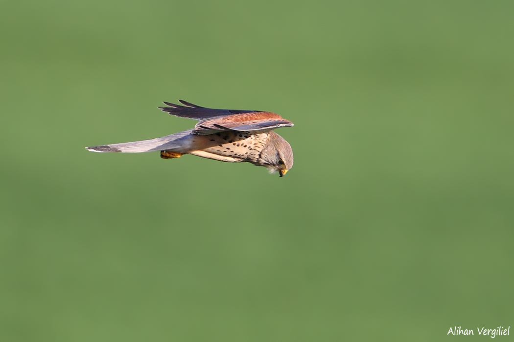 Common Kestrel