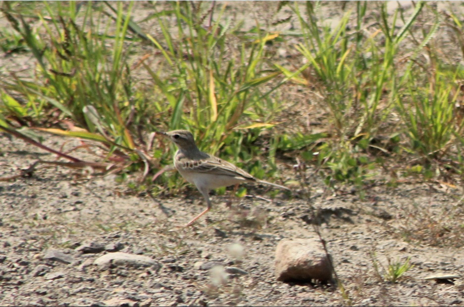 Tawny Pipit