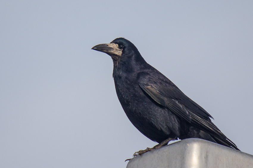 Rook