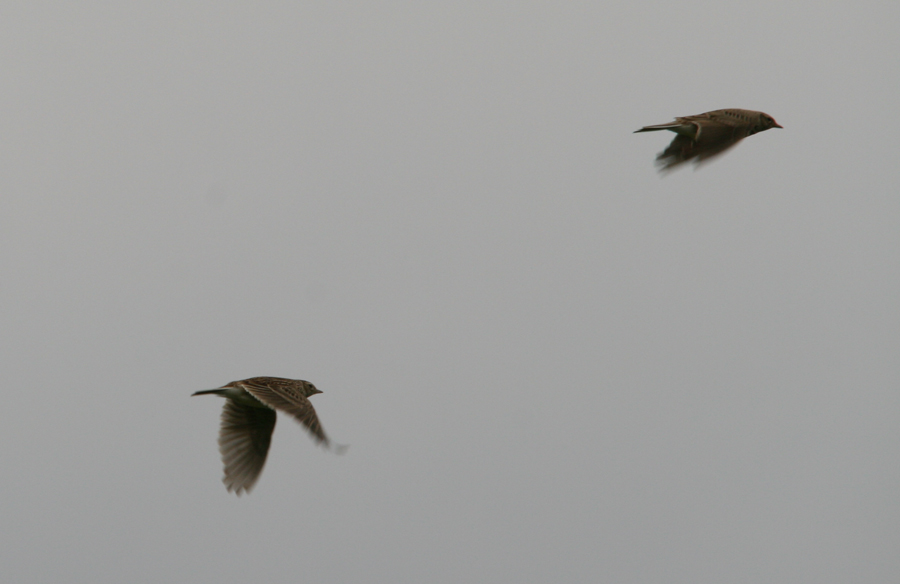 Eurasian Skylark