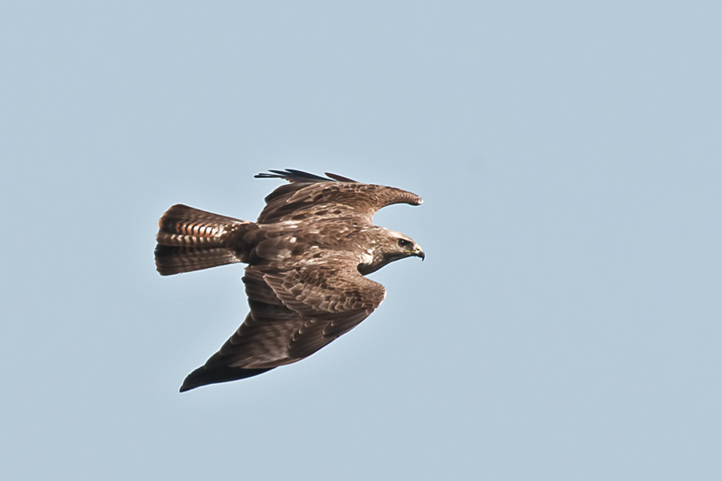Common Buzzard