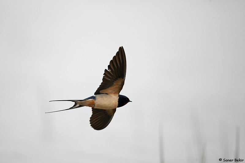 Barn Swallow