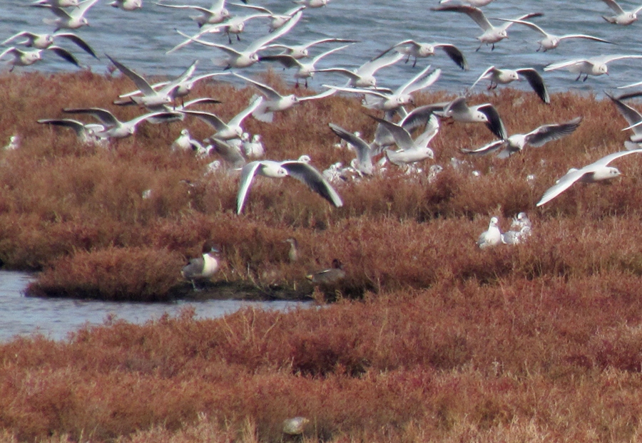 Northern Pintail