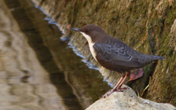 White-throated Dipper