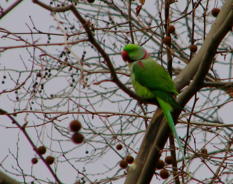 Alexandrine Parakeet