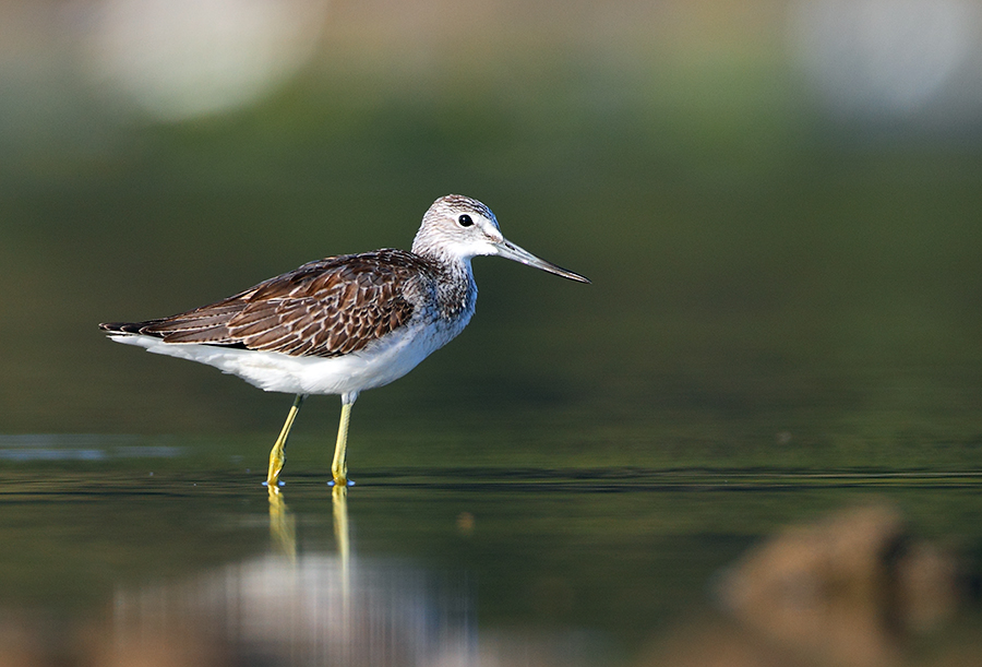 Common Greenshank