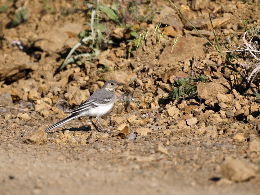 White Wagtail