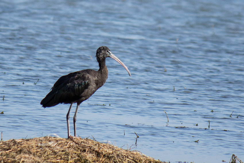 Glossy Ibis