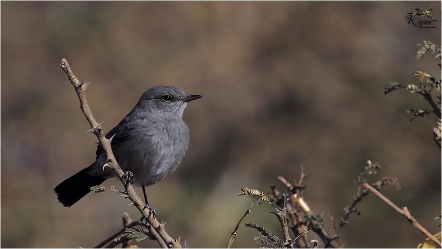 Blackstart