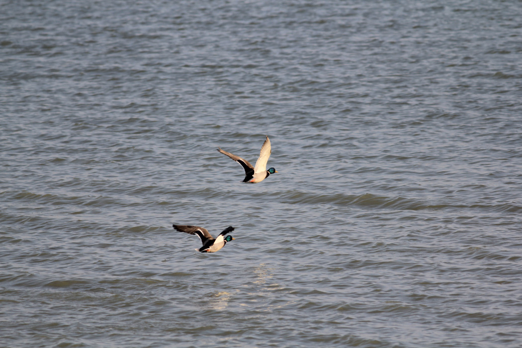 Mallard