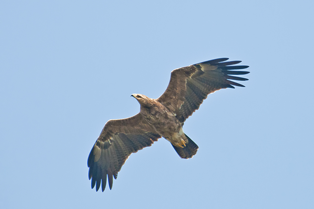Lesser Spotted Eagle