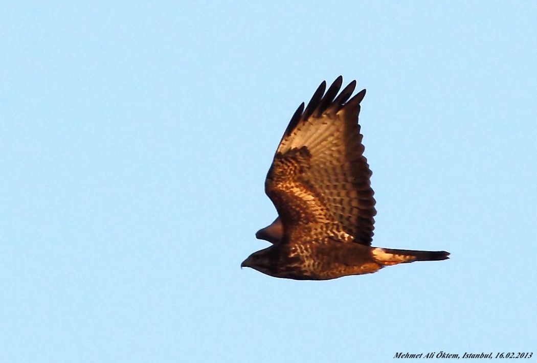 Common Buzzard