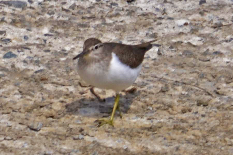 Common Sandpiper