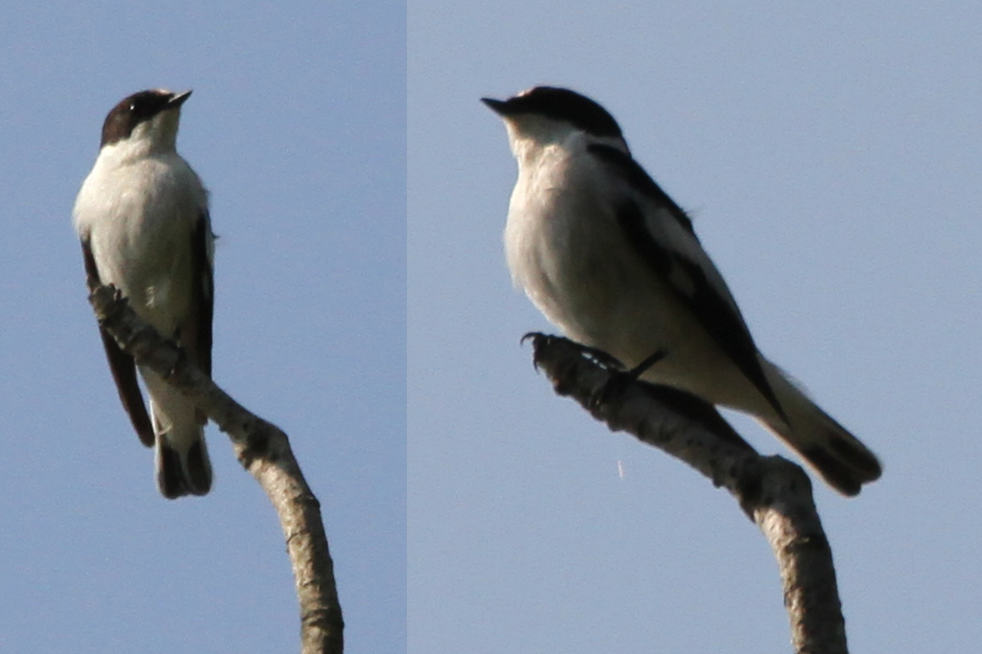 Semicollared Flycatcher