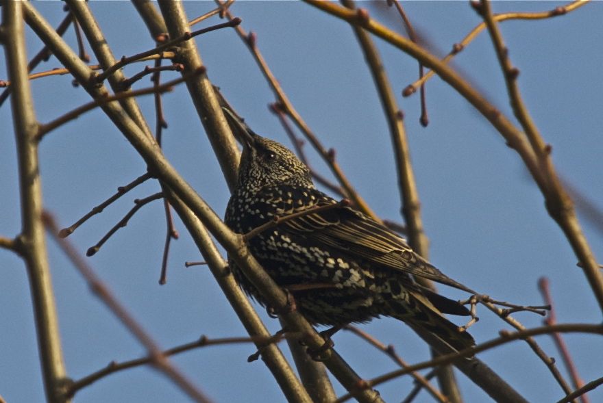 Common Starling