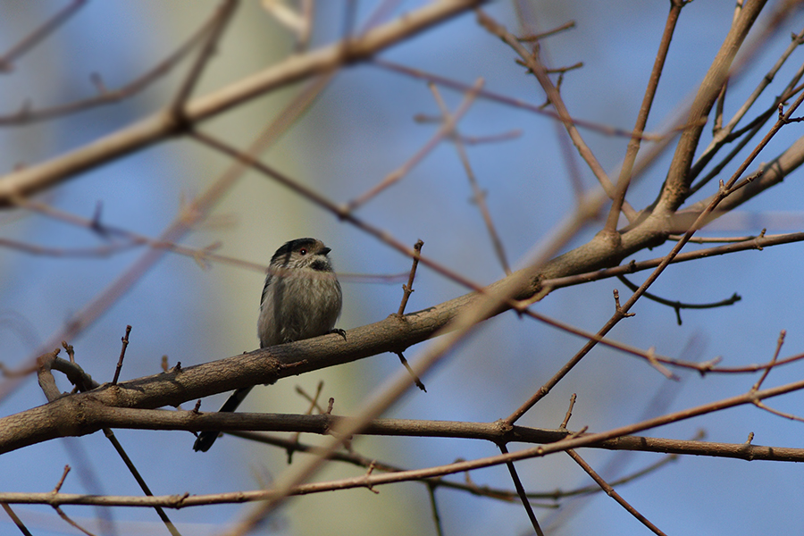 Long-tailed Tit