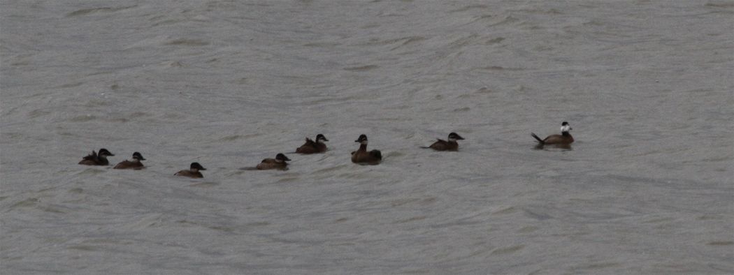 White-headed Duck