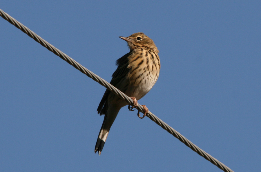 Tree Pipit