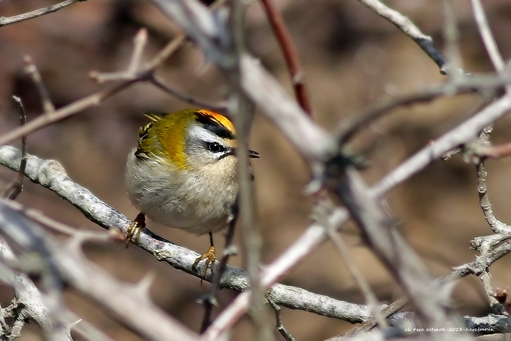 Common Firecrest