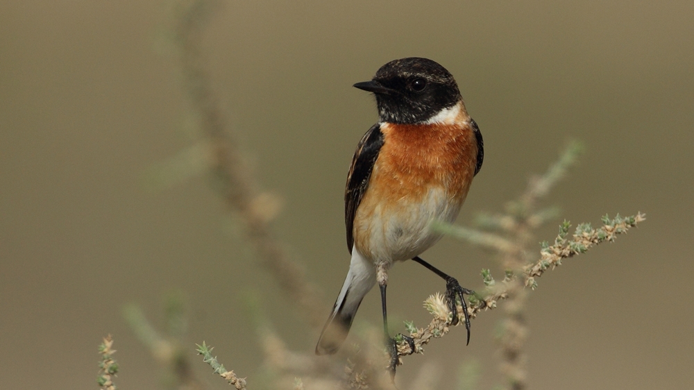 Siberian Stonechat