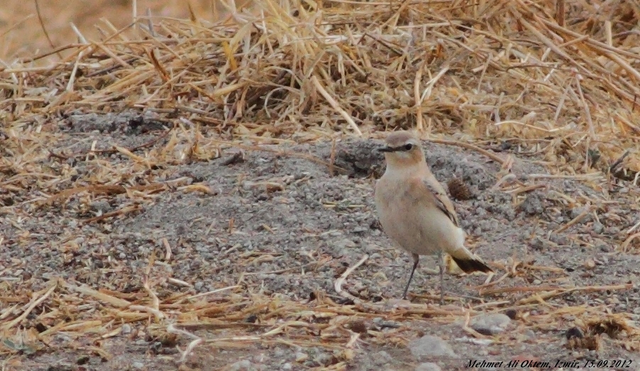 Isabelline Wheatear
