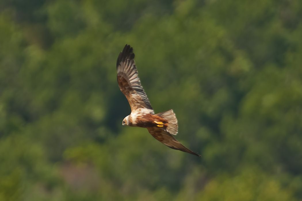 Western Marsh Harrier