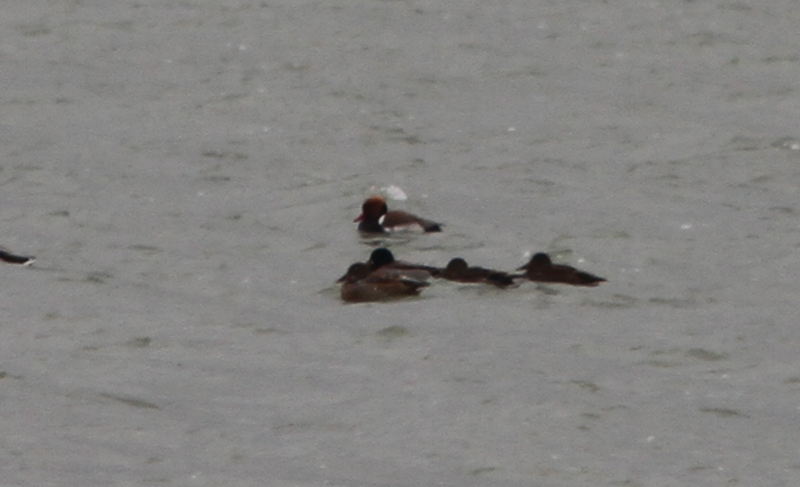 Red-crested Pochard