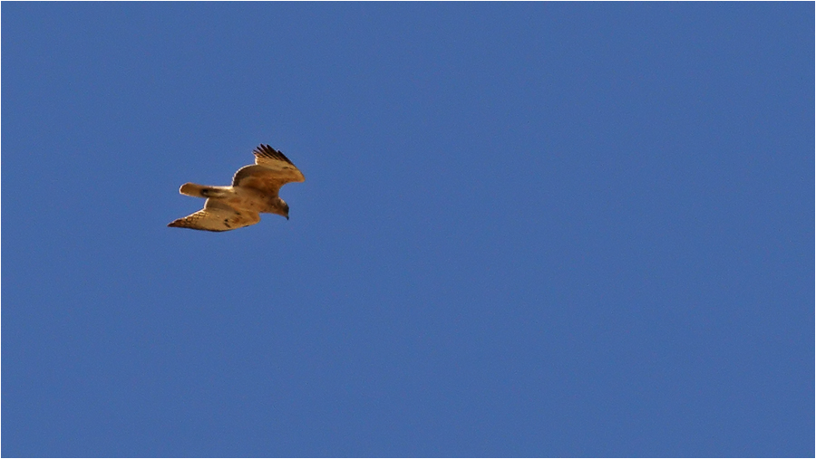 Bonelli`s Eagle