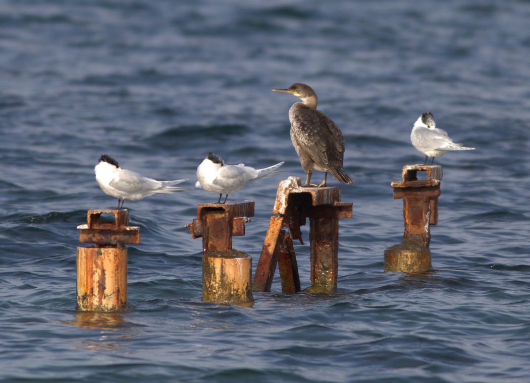 European Shag