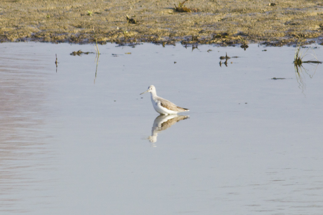 Common Greenshank