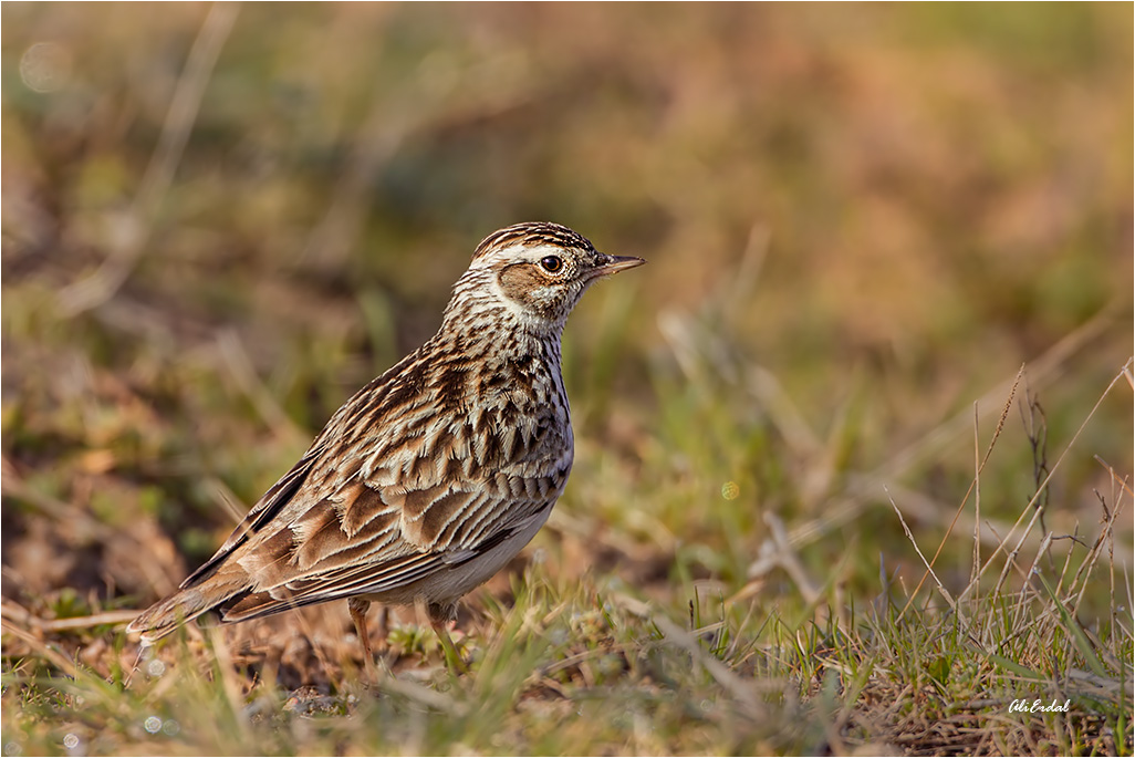 Woodlark