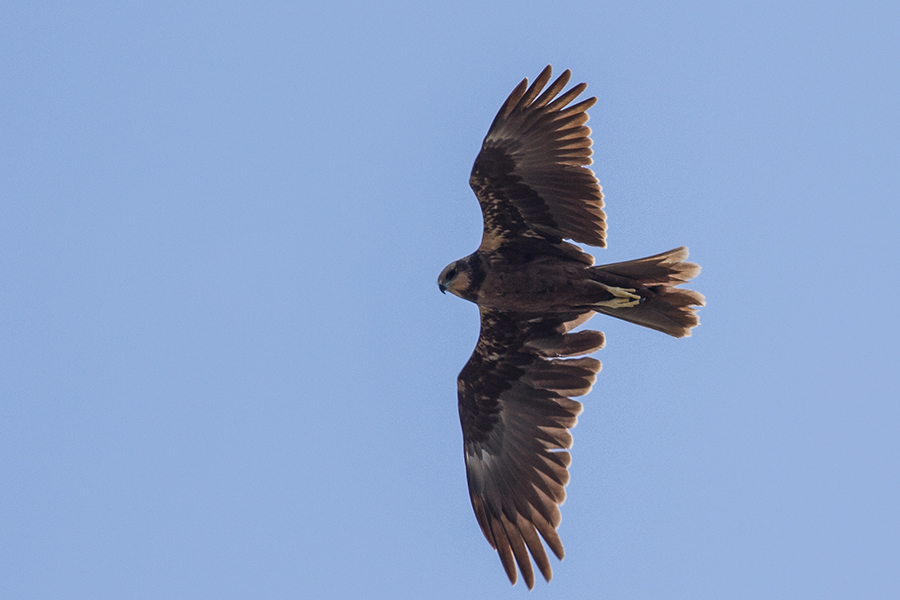 Western Marsh Harrier
