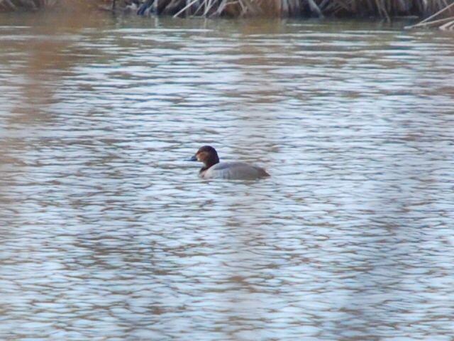 Common Pochard