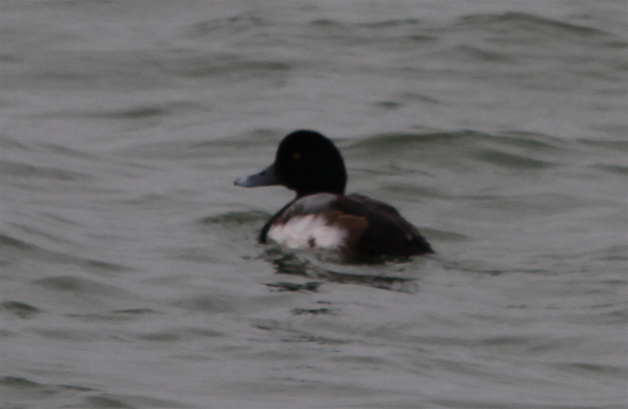 Greater Scaup