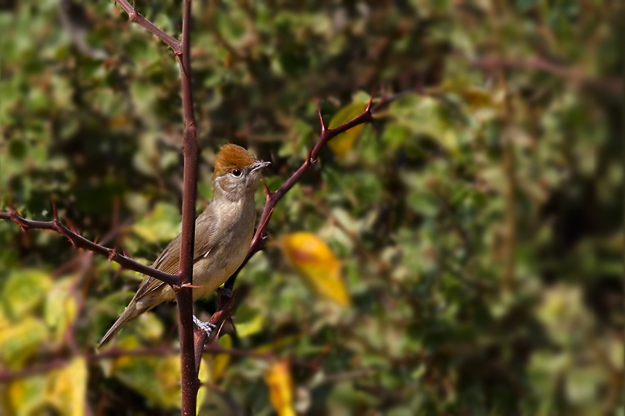 Eurasian Blackcap