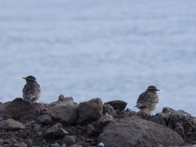 Woodlark