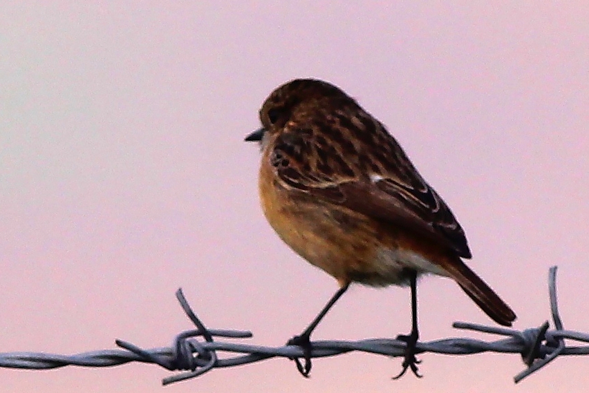 European Stonechat