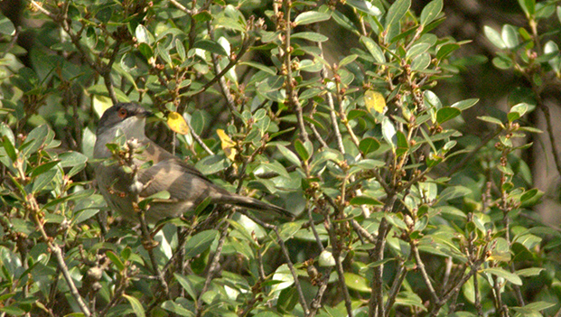Sardinian Warbler