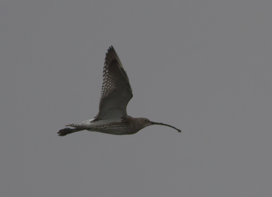 Eurasian Curlew