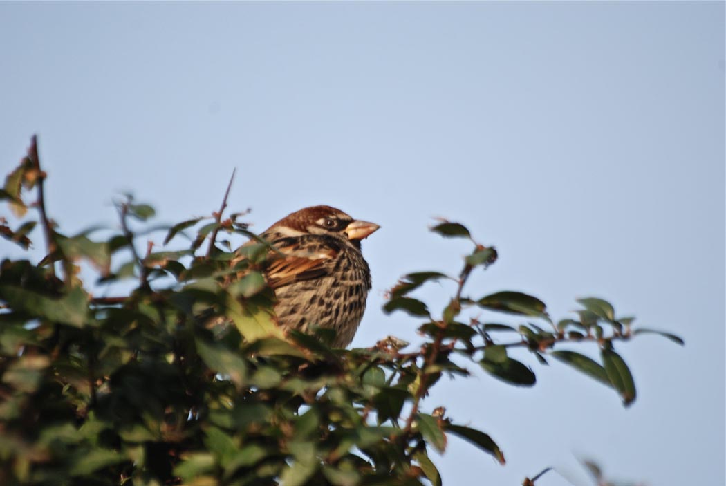 Spanish Sparrow