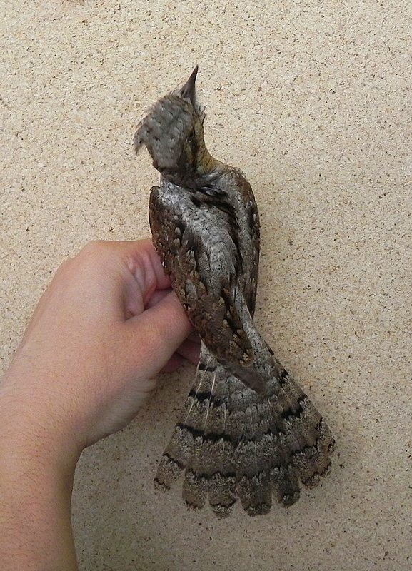Eurasian Wryneck