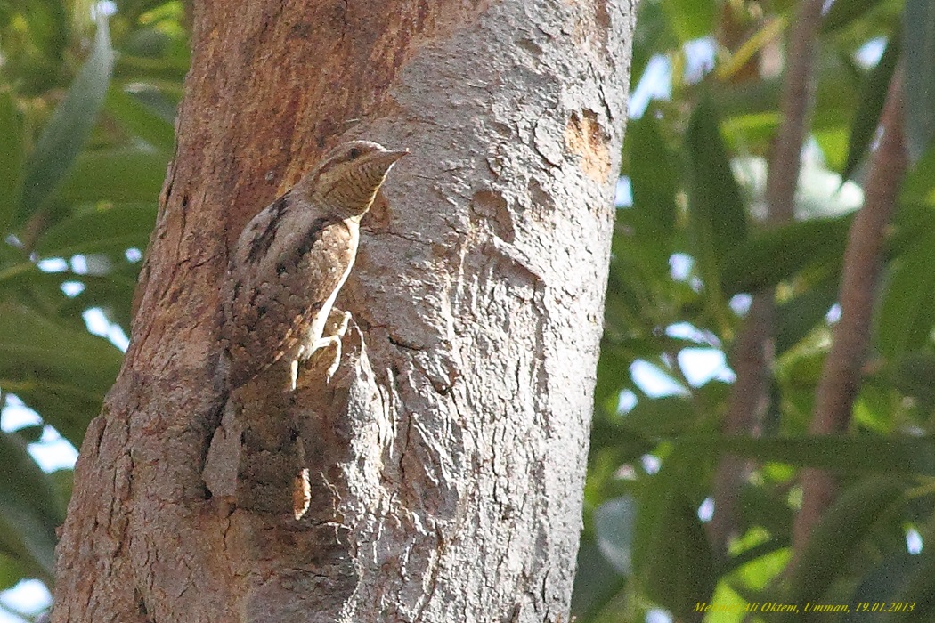 Eurasian Wryneck