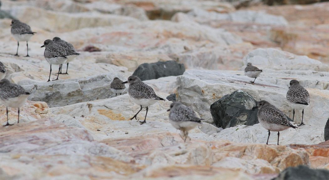Grey Plover