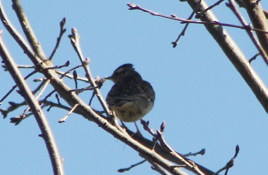 Woodlark