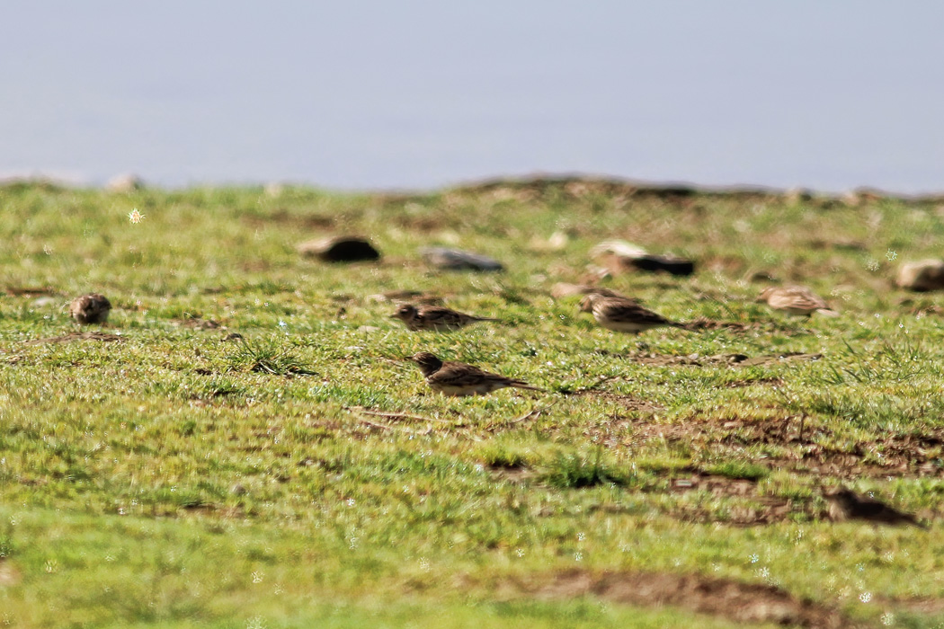 Eurasian Skylark