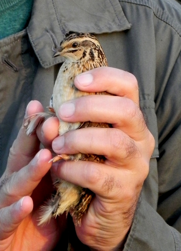 Common Quail